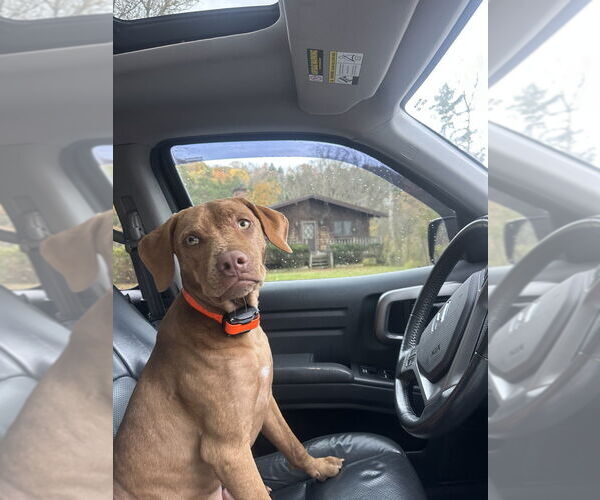 Medium Photo #9 Labralas Puppy For Sale in Brewster, NY, USA