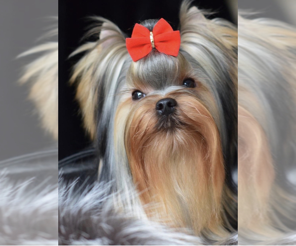 Medium Photo #1 Yorkshire Terrier Puppy For Sale in FLOYD, VA, USA