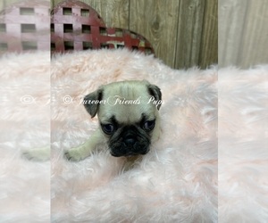 Pug Puppy for sale in MYRTLE, MO, USA
