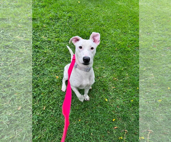 Medium Photo #6 Labrador Retriever-Unknown Mix Puppy For Sale in San Diego, CA, USA