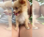 Small Photo #7 Pomeranian Puppy For Sale in WILMINGTON, NC, USA