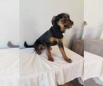 Small Photo #3 Yorkshire Terrier Puppy For Sale in MELBOURNE, FL, USA