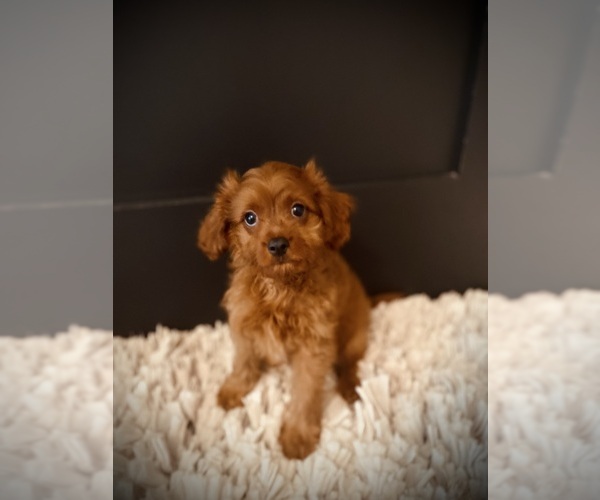 Medium Photo #2 Cavapoo Puppy For Sale in CROSSVILLE, TN, USA