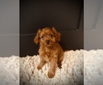 Small #1 Cavapoo