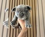 Puppy DONA1 French Bulldog
