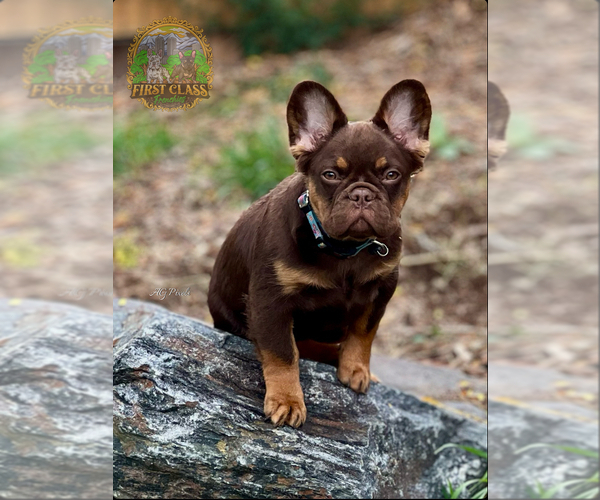 Medium Photo #1 French Bulldog Puppy For Sale in BRIGHTON, CO, USA