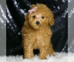 Small #3 Poodle (Toy)
