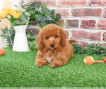 Small #8 Goldendoodle mix (+ Poodle Miniature)