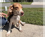 Small #1 Beagle