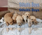 Small Photo #2 Golden Retriever Puppy For Sale in SIOUX CENTER, IA, USA
