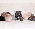 Small #5 Chihuahua