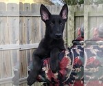 Small Photo #18 German Shepherd Dog Puppy For Sale in OSTRANDER, OH, USA