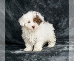 Puppy 4 Poodle (Toy)