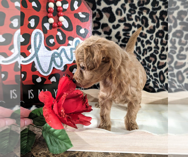 Medium Photo #4 Bernedoodle (Miniature) Puppy For Sale in SPARTA, MO, USA