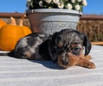 Small #2 Dachshund