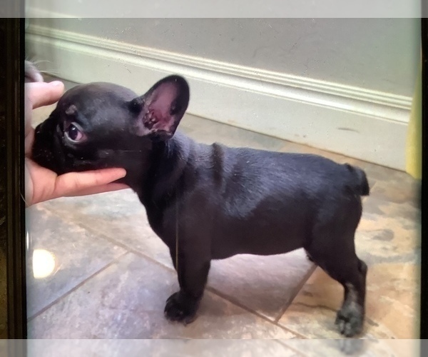 Medium Photo #4 French Bulldog Puppy For Sale in EDMOND, OK, USA
