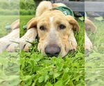 Small #15 Anatolian Shepherd-Labrador Retriever Mix