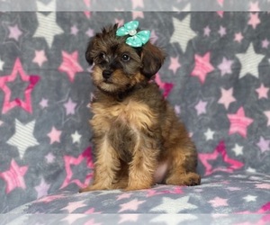 Poodle (Miniature)-Shorkie Tzu Mix Puppy for sale in LAKELAND, FL, USA
