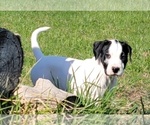 Puppy Ava American Bulldog