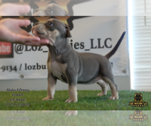 American Bully Puppy for sale in GREELEY, CO, USA
