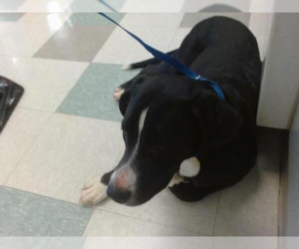 Medium Photo #1 American Pit Bull Terrier Puppy For Sale in Oklahoma City, OK, USA