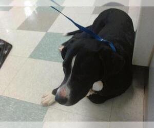American Pit Bull Terrier Dogs for adoption in Oklahoma City, OK, USA