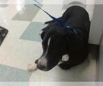 Small American Pit Bull Terrier