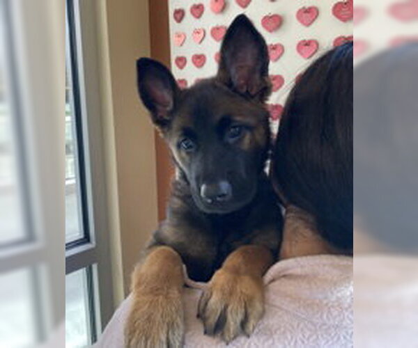 Medium Photo #1 Mutt Puppy For Sale in Salinas, CA, USA