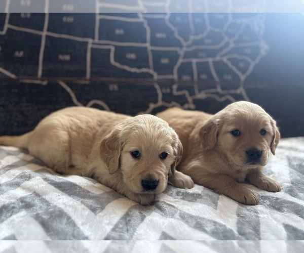 Medium Photo #9 Golden Retriever Puppy For Sale in CERES, CA, USA