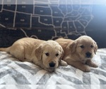 Small #8 Golden Retriever