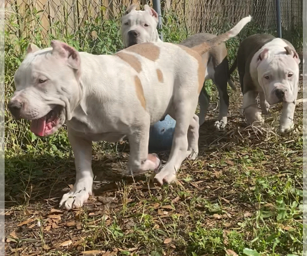 Medium Photo #1 American Bully Puppy For Sale in JACKSONVILLE, FL, USA