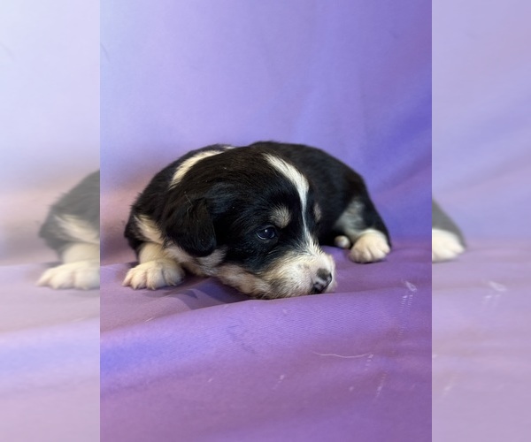 Medium Photo #6 Corgipoo Puppy For Sale in LONGMONT, CO, USA