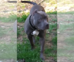 Small Photo #1 American Bully Puppy For Sale in WEST MILTON, OH, USA