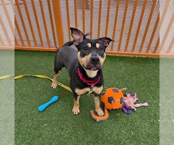 Medium Photo #1 Mutt Puppy For Sale in Las Vegas, NV, USA