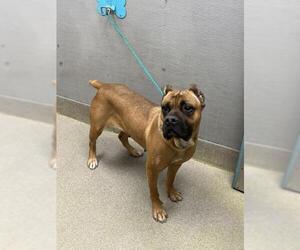 Mutt Dogs for adoption in Las Vegas, NV, USA