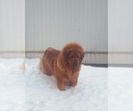 Small #3 Tibetan Mastiff