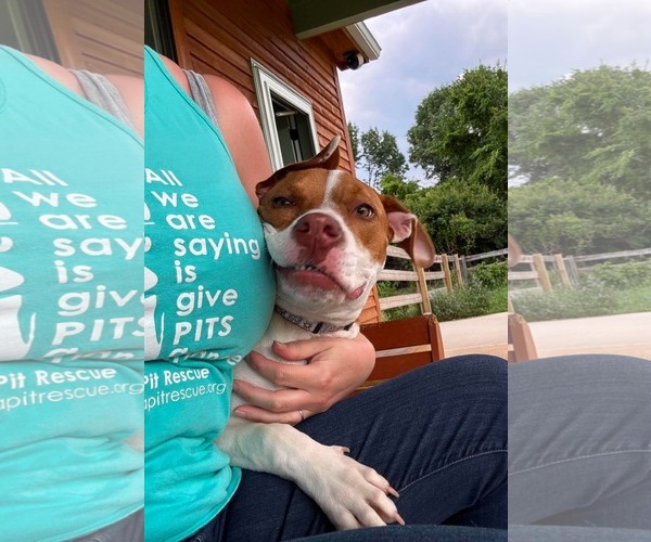 Medium Photo #10 American Pit Bull Terrier-Unknown Mix Puppy For Sale in Germantown, OH, USA