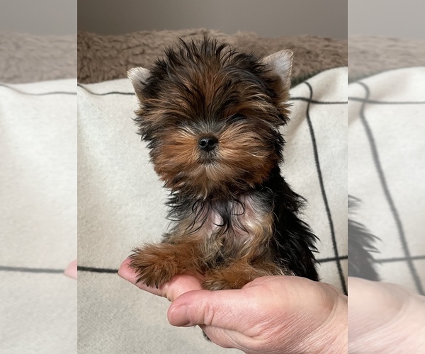 Medium Photo #1 Yorkshire Terrier Puppy For Sale in ROANOKE, VA, USA