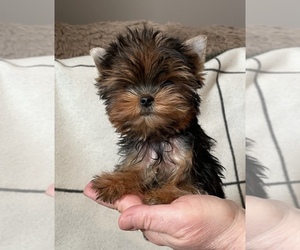 Yorkshire Terrier Puppy for sale in ROANOKE, VA, USA