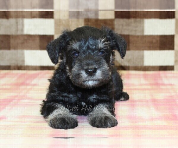 Medium Photo #1 Schnauzer (Miniature) Puppy For Sale in DENVER, PA, USA