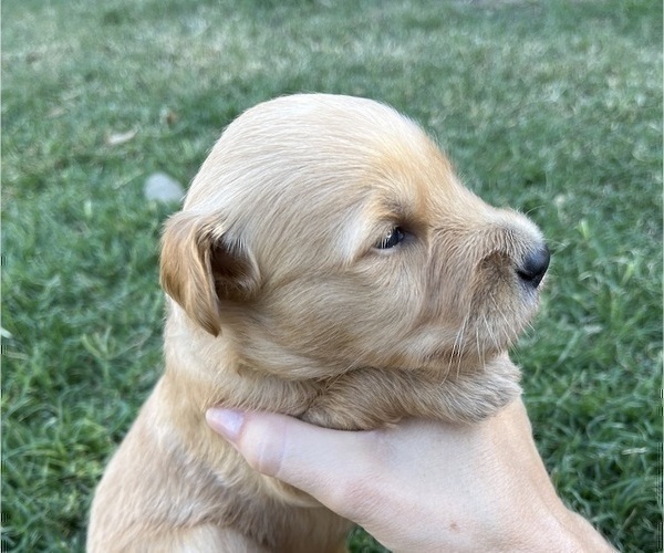 Medium Photo #6 Goldendoodle Puppy For Sale in MODESTO, CA, USA