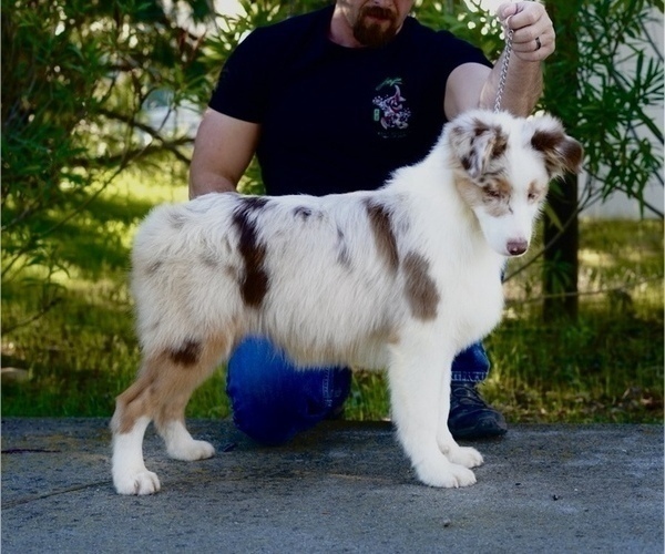Medium Photo #1 Australian Shepherd Puppy For Sale in COARSEGOLD, CA, USA