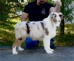 Small Photo #1 Australian Shepherd Puppy For Sale in COARSEGOLD, CA, USA