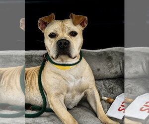 Moo Deng - Female Bulldog-Staffordshire Bull Terrier Mix Dog for Adoption - Photo #16