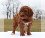 Small Photo #5 Irish Doodle Puppy For Sale in GREENCASTLE, PA, USA