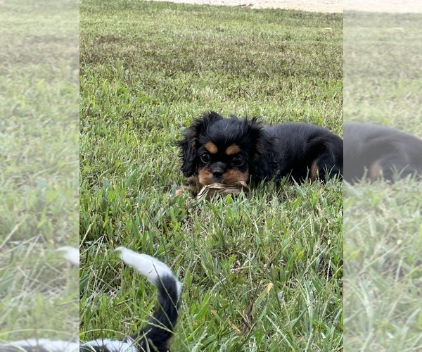 Medium Photo #2 Cavalier King Charles Spaniel Puppy For Sale in GREENVILLE, MO, USA