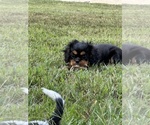 Small #1 Cavalier King Charles Spaniel
