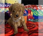 Small #1 Poodle (Toy)