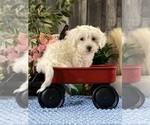 Small #1 Coton de Tulear