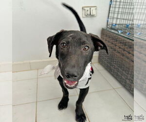 Basset Hound-Labrador Retriever Mix Dogs for adoption in Washington, DC, USA